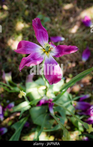 A purple tulip perdre c'est qu'ils sont tombés comme des pétales au sol en dessous de la plante dans un jardin. Banque D'Images