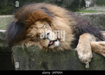 Lion se bouchent Banque D'Images