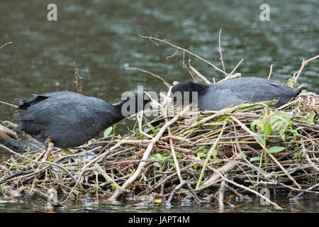 Foulques d'Eurasie (Fulica atra), l'alimentation mâle femelle sur le nid, de l'Ems, Basse-Saxe, Allemagne Banque D'Images