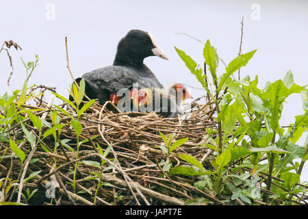 Foulque macroule (Fulica atra), des profils avec de jeunes animaux en nid, de l'Ems, Basse-Saxe, Allemagne Banque D'Images