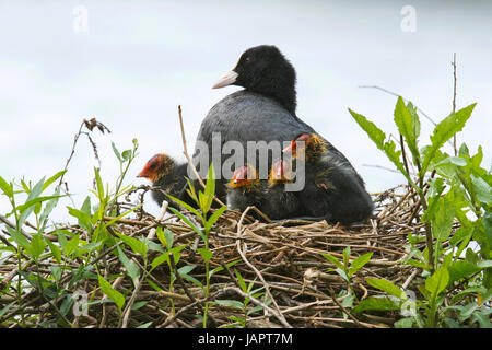 Foulque macroule (Fulica atra), des profils avec de jeunes animaux en nid, de l'Ems, Basse-Saxe, Allemagne Banque D'Images