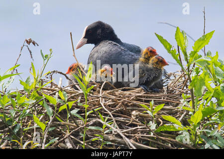 Foulque macroule (Fulica atra), des profils avec de jeunes animaux en nid, de l'Ems, Basse-Saxe, Allemagne Banque D'Images