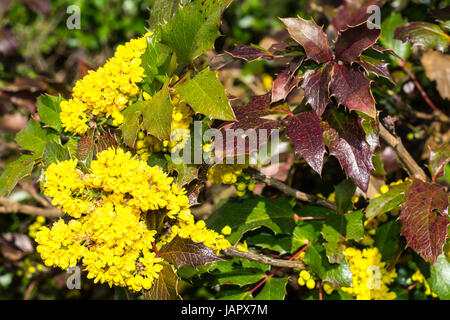 Bush avec des fleurs jaunes Banque D'Images