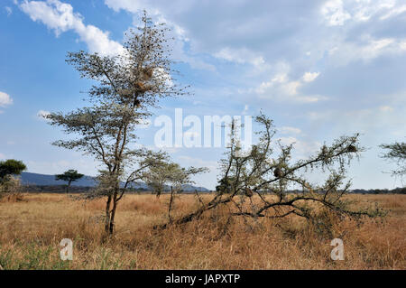 Sifflement thorn acacia (Acacia drepanolobium, Grumeti river), le Parc National du Serengeti, Tanzanie. Banque D'Images