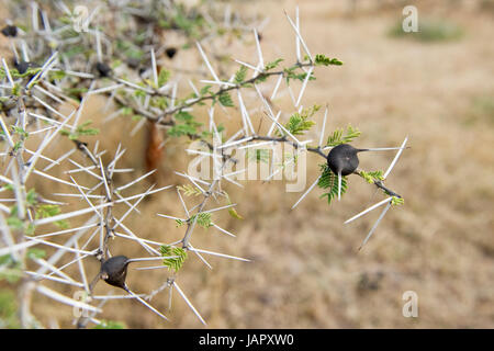 Sifflement thorn acacia (Acacia drepanolobium) Gros plan détail et fruits, Grumeti river, le Parc National du Serengeti, Tanzanie. Banque D'Images