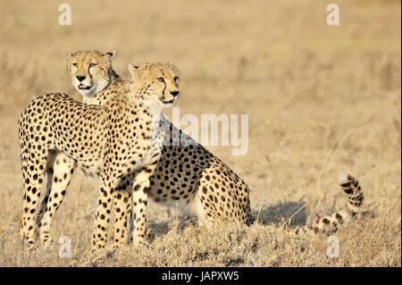 Deux guépards (Acinonyx jubatus) assis dans la prairie, le parc national du Serengeti, Tanzanie. Banque D'Images