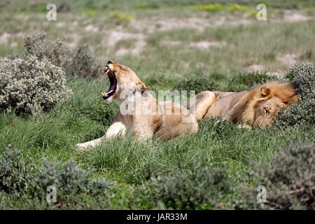 Un lion et une lionne baillant et reposant au milieu de la journée, Etosha National Park, Namibie. Banque D'Images