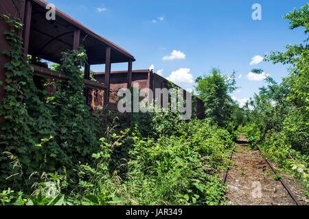 Vieux wagons sur la voie de chemin de fer dans les mauvaises herbes, les buissons et l'herbe. Banque D'Images