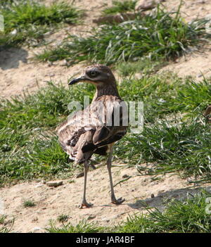 L'oedicnème criard (Burhinus bistriatus), alias oedicnème. Banque D'Images