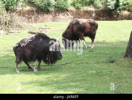 Paire de bœufs musqués de pâturage (Ovibos moschatus) Banque D'Images