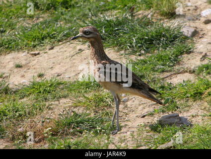L'oedicnème criard (Burhinus bistriatus), alias oedicnème. Banque D'Images