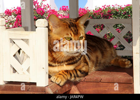 Chat domestique, chat bengal, couché dans une maison dans un chat de décoration jardin méditerranéen Banque D'Images