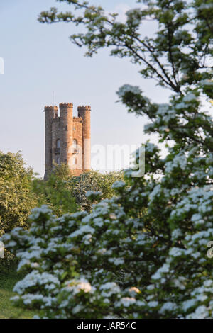 Broadway Tower et l'aubépine / mayblossom le long de la manière de Cotswold en soirée en mai. Broadway, Cotswolds, Worcestershire, Angleterre. Banque D'Images