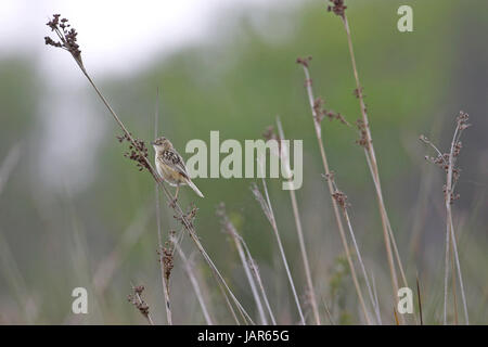 Zitting Cisticole juncidis cisticole des joncs sur près d'Aleria Corse France Banque D'Images