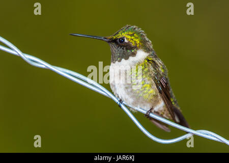 Colibri à gorge rubis (Archilochus colubris) perché sur un fil Banque D'Images