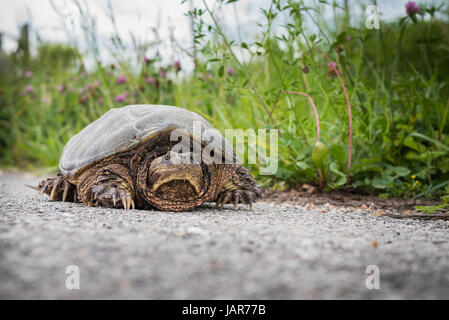 Tortue serpentine sur une route près de la ligne d'un fossé. Banque D'Images