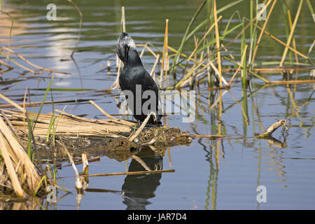 Grand cormoran Phalacrocorax carbo formulaire continental Algarve Portugal Banque D'Images