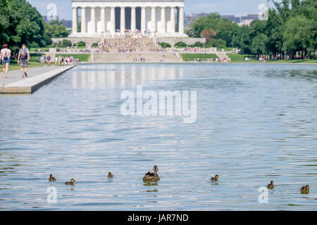 Lincoln Memorial, avec du canard et canetons dans le miroir d'eau Banque D'Images