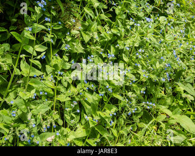 Forget-me-not Myosotis sp. Dans Woodland Yorkshire UK Banque D'Images