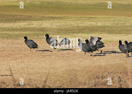 Foulque macroule Fulica atra sur l'alimentation des groupes golf course Banque D'Images