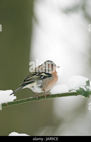 Fringella coelebs chaffinch commun homme perché sur snowy branch New Forest National Park Hampshire England UK Banque D'Images