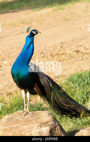 Un beau paon se dresse sur un rocher qui pose pour l'appareil photo Banque D'Images