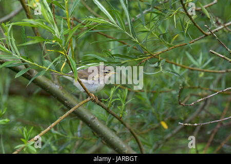 Phylloscopus trochilus Willow perché juvénile dans le Saule blanc Salix alba Askrigg Bas Parc National des Yorkshire Dales Yorkshire Angleterre UK J Banque D'Images