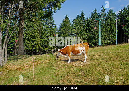 Eine braun-weisse Kuh auf einer Weide, Wiederkäuer ; Wiese von Wäldern umgeben une vache marron-blanc sur un pâturage, les ruminants ; pré entouré par la forêt Banque D'Images