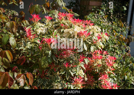 Pieris japonica Flaming Silver montrant les nouvelles feuilles et fleurs en Avril Banque D'Images