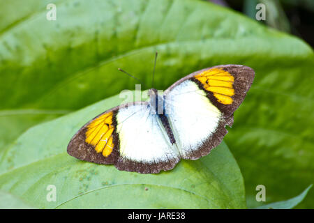 Papillon sur feuille, Ixias pyrene ou Jaune Orange Tip espèces Banque D'Images