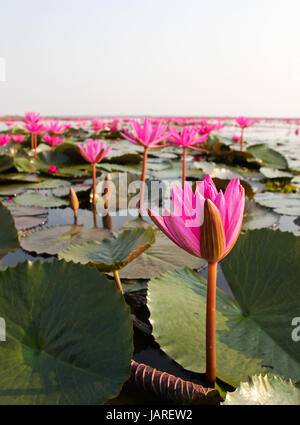 Le Lac de water lily, la Thaïlande, Udonthani Banque D'Images