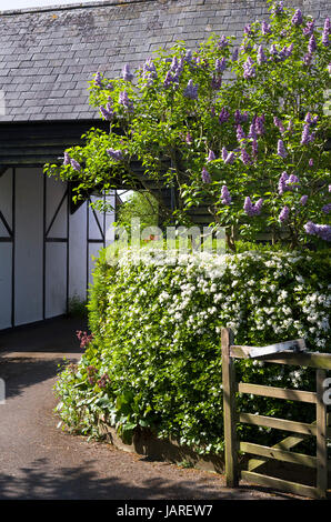Entrée principale de la route montrant un arbre lilas et choisya en fleurs en mai Banque D'Images