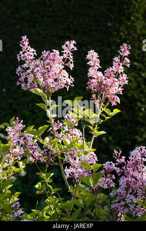 Un lilas nain macrophylla en fleurs en mai dans un jardin anglais Banque D'Images