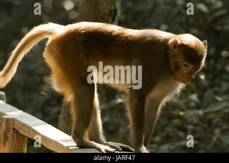 Macaque rhésus ou Kota Banor Koromjol au centre d'éco-tourisme dans les Sunderbans. Bagerhat, Bangladesh. Banque D'Images