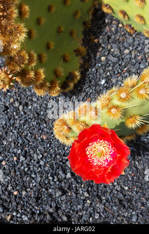 Fleurs de cactus rouge Banque D'Images