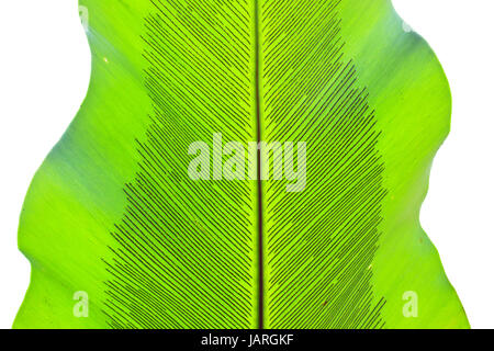 Bird's Nest fern leaf texture Banque D'Images