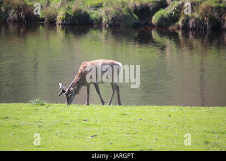 Red Deer sauvage par la rivière Helmsdale Sutherland en Écosse ; Banque D'Images