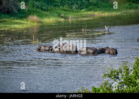 Troupeau d'éléphants se baignant dans la brousse africaine de la rivière Boteti, Makgadikgadi-Pans-National Park, Botswana, Africa Banque D'Images