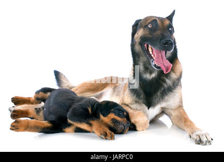 Portrait d'un chiot de race Rottweiler et malinois in front of white background Banque D'Images