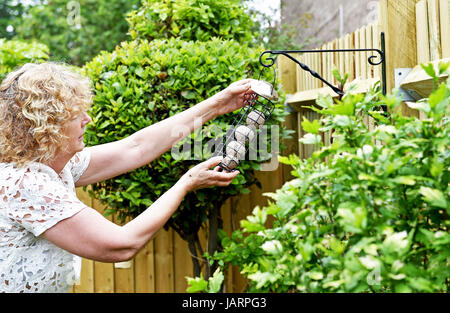 Mangeoire avec des boules de graisse dans le jardin britannique Banque D'Images