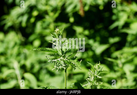 Urtica dioica Ortie commune, souvent appelée ortie ou feuille d'ortie - Urtica dioica souvent appelée ortie commune photographie prise par Simon Dack Banque D'Images