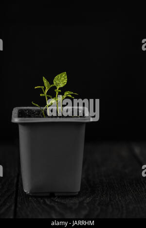 Le poivre plante poussant dans un pot Banque D'Images