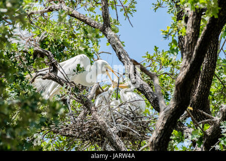 Grande Aigrette Ardea alba (parent femelle), nourrir ses jeunes un poisson dans un chêne nest à Oklahoma City, Oklahoma, USA. Banque D'Images