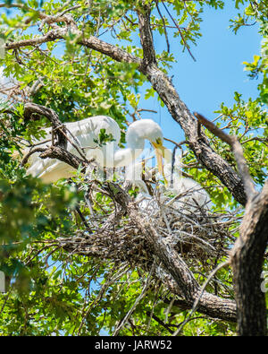 Grande Aigrette Ardea alba, parent femelle, nourrissant ses petits dans un chêne nest à Oklahoma City, Oklahoma, USA. Banque D'Images