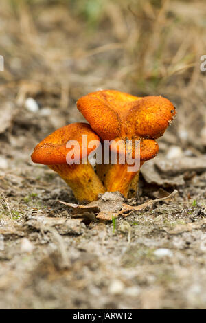 Jack-o'-lantern (Omphalotus olearius) sur la litière de champignons Banque D'Images