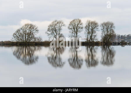 Cinq arbres se reflétant dans l'eau Banque D'Images