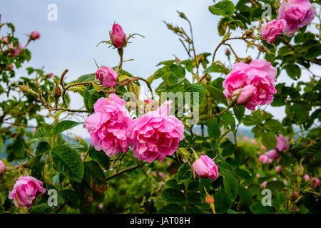 Close up of a rose bulgare (Rosa Damascena) près de Karlovo Banque D'Images