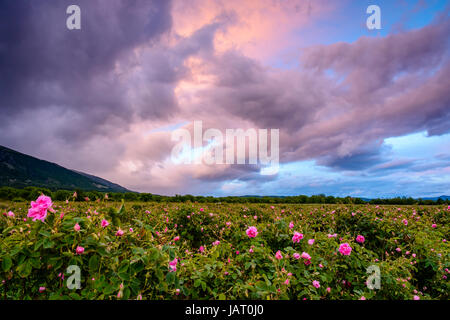 Rose bulgare au coucher du soleil sur le terrain (Rosa Damascena). Tourné près de Karlovo, Bulgarie. Banque D'Images