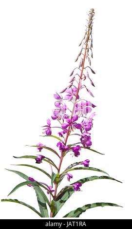 Cut-out Rosebay Willowherb fleur sur fond blanc. Banque D'Images