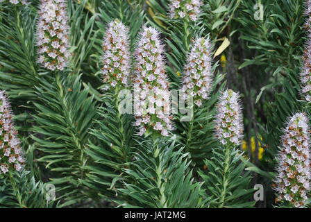 Tajinaste (Echium decaisnei) fleur blanche de Gran Canaria. Banque D'Images